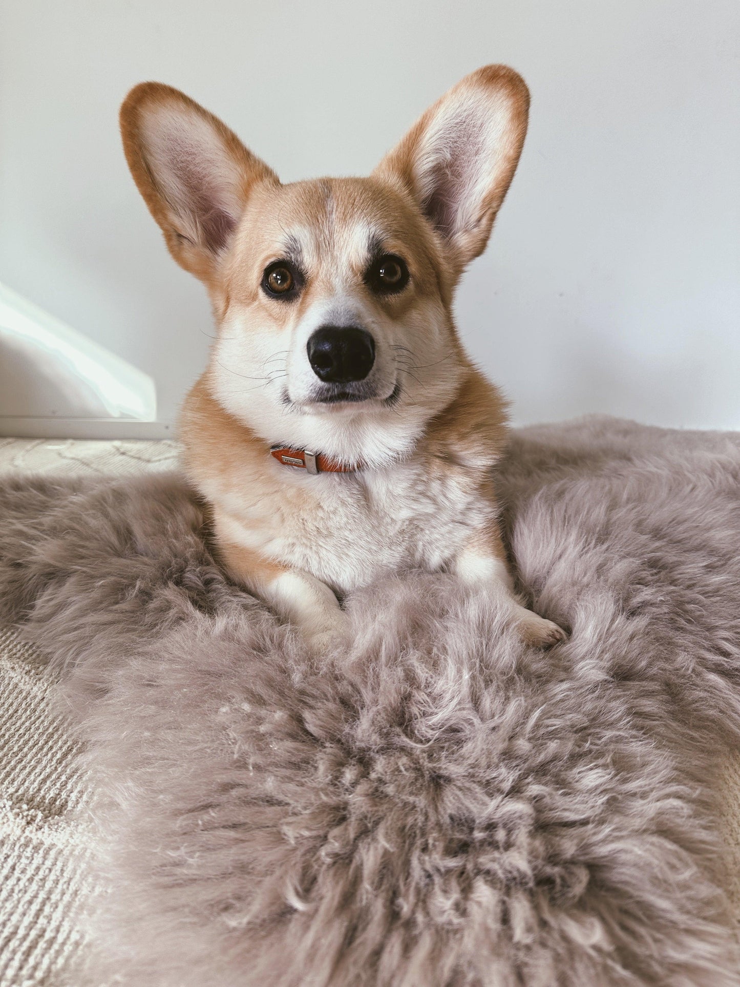 Square or Rectangular Natural Sheepskin Pet Mat - Greige-4